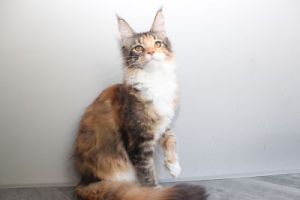 Despina